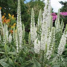 Attēlu rezultāti vaicājumam “Veronica longifolia bud”