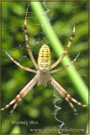 Attēlu rezultāti vaicājumam “Argiope bruennichi female”
