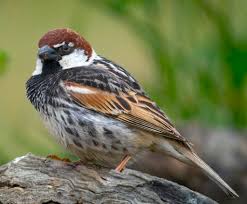 Image result for Passer hispaniolensis