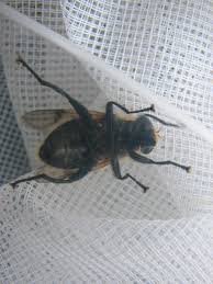 Attēlu rezultāti vaicājumam “Arctophila superbiens”