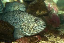 Image result for Anarhichas denticulatus