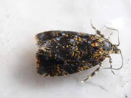 Attēlu rezultāti vaicājumam “Celypha siderana”