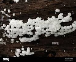 Attēlu rezultāti vaicājumam “Ceratiomyxa porioides spores”