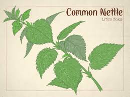 Attēlu rezultāti vaicājumam “Urtica dioica leaf”