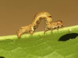 Attēlu rezultāti vaicājumam “Ectropis crepuscularia”