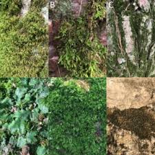 Attēlu rezultāti vaicājumam “Anomodon attenuatus”