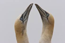 Image result for Morus bassanus