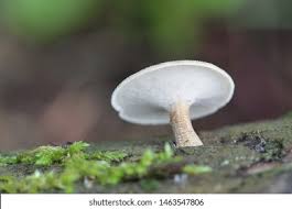 Attēlu rezultāti vaicājumam “Polyporus ciliatus”