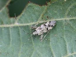 Attēlu rezultāti vaicājumam “Phytocoris tiliae imago”