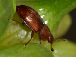 Attēlu rezultāti vaicājumam “Nitidulidae”