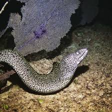 Image result for Gymnothorax moringa