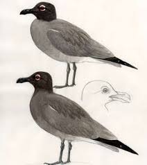 Attēlu rezultāti vaicājumam “Fuligo laevis”