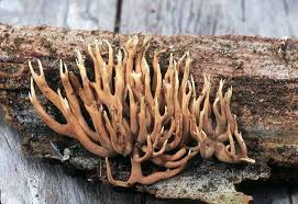 Attēlu rezultāti vaicājumam “Lentaria”