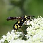 Attēlu rezultāti vaicājumam “Ranatra linearis”