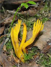 Attēlu rezultāti vaicājumam “Calocera glossoides”