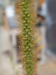 Attēlu rezultāti vaicājumam “Setaria glauca”