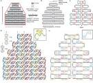 Figure 1 : Folding DNA to create nanoscale shapes and patterns ...
