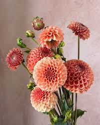 Image result for Alonsoa liniflora