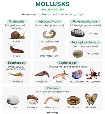 Attēlu rezultāti vaicājumam “Mollusca”