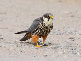Attēlu rezultāti vaicājumam “Falco subbuteo adult”