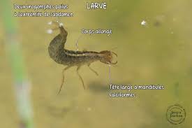 Attēlu rezultāti vaicājumam “Dytiscus sp.”