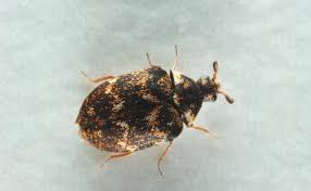 Attēlu rezultāti vaicājumam “Anthrenus museorum”