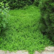 Attēlu rezultāti vaicājumam “Herniaria glabra flower”