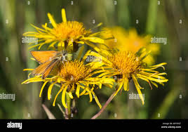 Attēlu rezultāti vaicājumam “Thymelicus lineola underside”