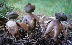 Attēlu rezultāti vaicājumam “Geastrum”