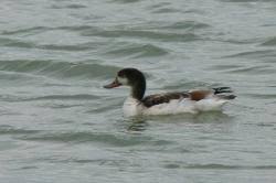 Attēlu rezultāti vaicājumam “Tadorna tadorna juvenile”