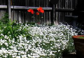 Attēlu rezultāti vaicājumam “Enteridium corticatum sessile”