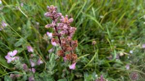 Attēlu rezultāti vaicājumam “Anthyllis maritima leaf”