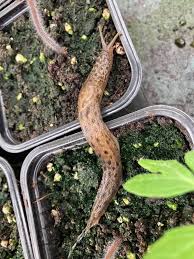 Attēlu rezultāti vaicājumam “Limax maximus”