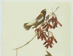 Image result for Dolichonyx oryzivorus