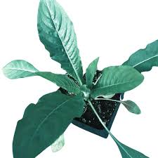 Attēlu rezultāti vaicājumam “Oenothera biennis fruit”