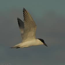 Image result for Gelochelidon nilotica