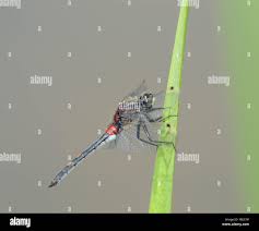 Attēlu rezultāti vaicājumam “Melandrya dubia”