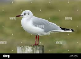 Image result for Chroicocephalus ridibundus