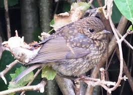 Attēlu rezultāti vaicājumam “Erithacus rubecula juvenile”