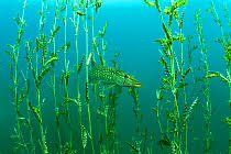 Attēlu rezultāti vaicājumam “Potamogeton lucens”