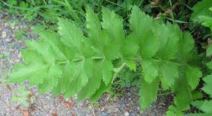 Attēlu rezultāti vaicājumam “Pastinaca sativa subsp. sylvestris leaf”