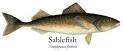 Sablefish7.jpg