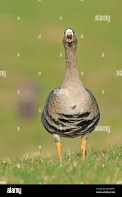 Attēlu rezultāti vaicājumam “Anser albifrons adult”