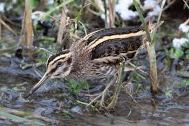 Image result for Lymnocryptes minimus