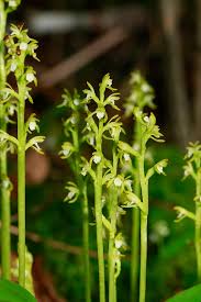 Attēlu rezultāti vaicājumam “Corallorhiza trifida”