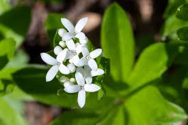 Attēlu rezultāti vaicājumam “Galium elongatum flower”