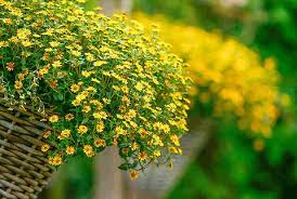 Image result for Sanvitalia procumbens