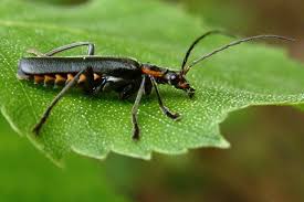 Attēlu rezultāti vaicājumam “Cantharis figurata”