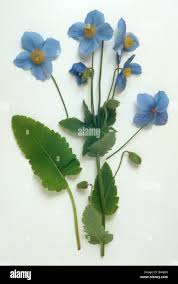 Image result for Meconopsis betonicifolia