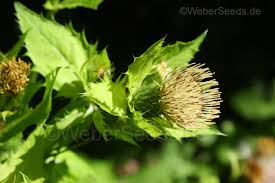 Attēlu rezultāti vaicājumam “Cirsium x rigens”